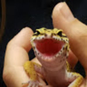 Meet your Posher, Laurelle